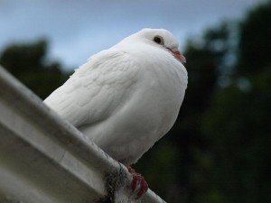 Dotti the dove Dotti the dove