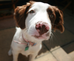 Lola 2011
