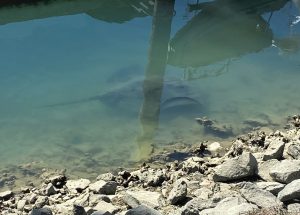 Stingray
