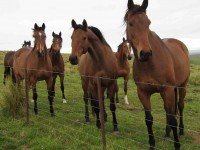 Curious horses.