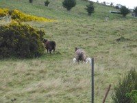 Look carefully. Lamb of mixed backgrounds!