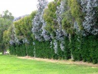 trees