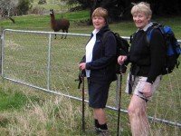 A Handsome trio. Alpaca, Tash, Pat