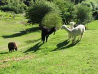 Alpacas on Roseburn