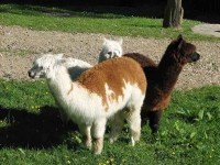 Alpacas up close