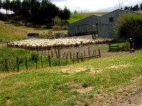 Sheep year at lunch stop