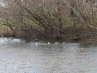 Geese