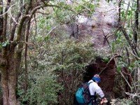 George making a close examination of extraordinarily large trunk which he identified as a Kahikatea.