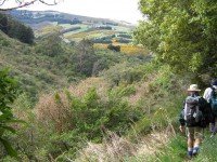 View across to the motorway from one of the few open patches on Nicols Track.