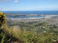 Dunedin from Davies Track above bushline.