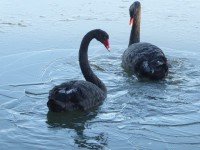 Swans