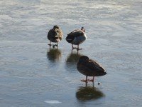Ducks (Eleanor pic)