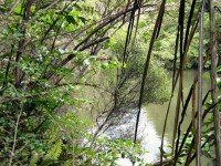 Peering through foliage to see extent of dam pond.