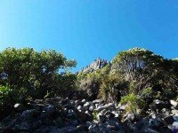 Organ Pipes