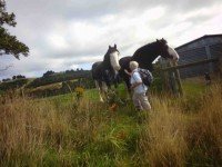 Horses. Clydedales, as someone said?