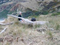 Boulder Beach, Otago Peninsula New Zealand