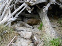 2 Intruder in the log shelter on beach