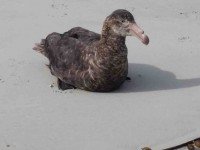 Mollyhawk on the beach (Margreet pic and caption)