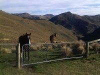 Friendly horses and nice view. (Helen pic and caption.)