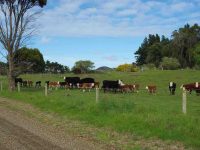 Cows and calves. (Bruce pic and caption.)