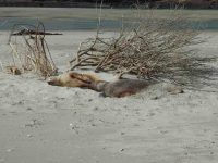 Sealions. (Bruce pic and caption.)